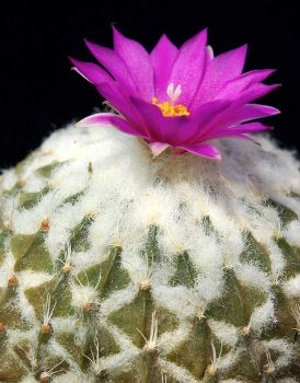 Pelecyphora strobiliformis